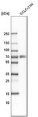 Anti-TNFRSF11A antibody produced in rabbit Prestige Antibodies&#174; Powered by Atlas Antibodies, affinity isolated antibody, buffered aqueous glycerol solution