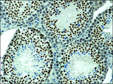 Anti-methyl-Histone H3 (Me-Lys4) antibody produced in rabbit affinity isolated antibody, buffered aqueous solution