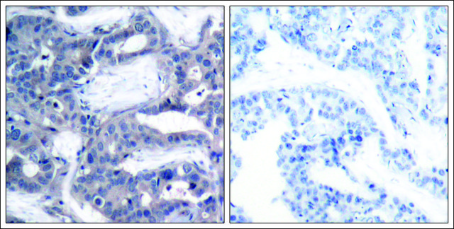 Anti-phospho-MAP2K2 (pThr394) antibody produced in rabbit affinity isolated antibody
