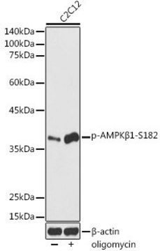 Anti-Phospho-AMPK&#946;1-S182 antibody produced in rabbit