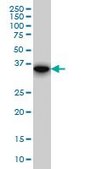 Monoclonal Anti-FHL1 antibody produced in mouse clone 2A9, purified immunoglobulin, buffered aqueous solution