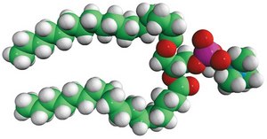 17:0 PC 1,2-diheptadecanoyl-sn-glycero-3-phosphocholine, chloroform