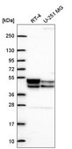Anti-PDK3 antibody produced in rabbit Prestige Antibodies&#174; Powered by Atlas Antibodies, affinity isolated antibody