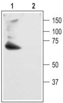 Anti-Potassium Channel Kv4.2 (Shal1; RK5; Kcnd2) antibody produced in rabbit affinity isolated antibody, lyophilized powder