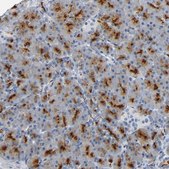 Anti-ANPEP antibody produced in rabbit Prestige Antibodies&#174; Powered by Atlas Antibodies, affinity isolated antibody, buffered aqueous glycerol solution