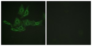 Anti-BCL-2 antibody produced in rabbit affinity isolated antibody