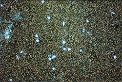 Anti-Integrin &#945;2 Antibody, clone P1E6 clone P1E6, Chemicon&#174;, from mouse