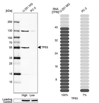 Anti-p53 antibody produced in rabbit Prestige Antibodies® Powered by Atlas Antibodies, affinity isolated antibody