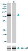 Monoclonal Anti-CDC25C antibody produced in mouse clone 3B11, purified immunoglobulin, buffered aqueous solution