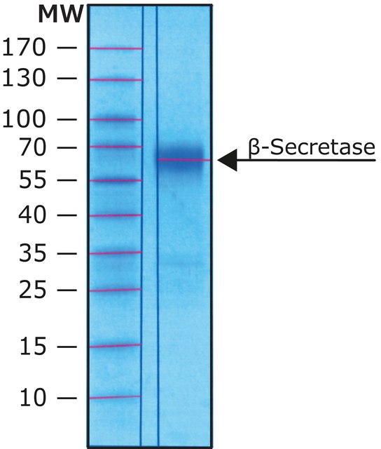 &#946;-Secretase human recombinant, expressed in HEK 293 cells (C-terminal FLAG tagged), &#8805;10,000&#160;units/mg protein