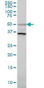 Monoclonal Anti-ERRFI1 antibody produced in mouse clone 2B9, purified immunoglobulin, buffered aqueous solution