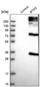 Anti-BTG3 antibody produced in rabbit Prestige Antibodies&#174; Powered by Atlas Antibodies, affinity isolated antibody, buffered aqueous glycerol solution