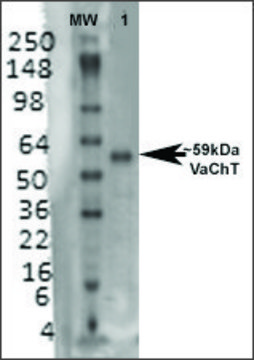Monoclonal Anti-Vacht - Atto 594 antibody produced in mouse clone S6-38, purified immunoglobulin