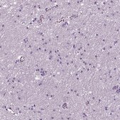 Anti-IGLL1 antibody produced in rabbit Prestige Antibodies&#174; Powered by Atlas Antibodies, affinity isolated antibody