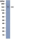 Anti-Met (extracellular) Antibody, clone 4F8.2 clone 4F8.2, from mouse