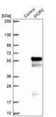 Anti-MURC antibody produced in rabbit Prestige Antibodies&#174; Powered by Atlas Antibodies, affinity isolated antibody, buffered aqueous glycerol solution, Ab1