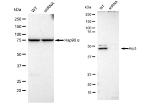 KD-Validated Anti Arp3 Antibody, clone 23GB615, Rabbit Monoclonal clone 23GB615, recombinant rabbit monoclonal, expressed in HEK293 cells