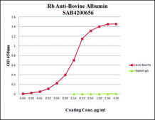 Anti-Bovine Albumin antibody produced in rabbit affinity isolated antibody