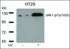 Anti-phospho-JAK1 (pTyr1022) antibody produced in rabbit affinity isolated antibody