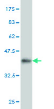 Monoclonal Anti-MAP2K7 antibody produced in mouse clone 6A4, purified immunoglobulin, buffered aqueous solution