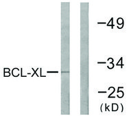 Anti-BCL-XL antibody produced in rabbit affinity isolated antibody