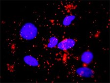 Monoclonal Anti-SMAD3 antibody produced in mouse clone 7F3, purified immunoglobulin, buffered aqueous solution