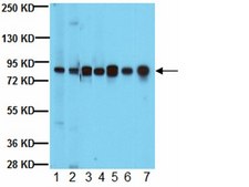 Anti-PTP-PEST Antibody, clone AG25 ascites fluid, clone AG25, from mouse