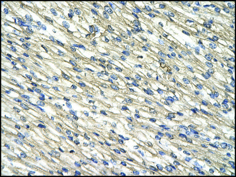 Anti-CNP antibody produced in rabbit IgG fraction of antiserum