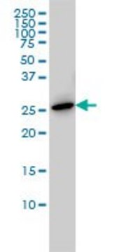 ANTI-PRL antibody produced in mouse clone 1A8, purified immunoglobulin, buffered aqueous solution