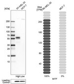 Anti-MITF antibody produced in rabbit Prestige Antibodies&#174; Powered by Atlas Antibodies, affinity isolated antibody, buffered aqueous glycerol solution