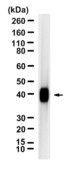 Anti-IL-12B Antibody, clone 1N3 ZooMAb&#174; Rabbit Monoclonal recombinant, expressed in HEK 293 cells