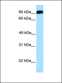 Anti-BMPER antibody produced in rabbit affinity isolated antibody