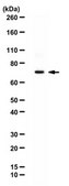Anti-F-box/WD repeat-containing protein 7 Antibody from rabbit, purified by affinity chromatography