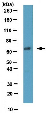 Anti-ATDC Antibody from rabbit, purified by affinity chromatography