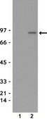Anti-phospho-STAT5A/B (Tyr694/699) Antibody, clone 8-5-2 clone 8-5-2, Upstate&#174;, from mouse