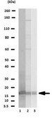 Anti-Histone H2B Antibody Upstate&#174;, from rabbit