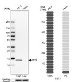 Anti-CST3 antibody produced in rabbit Prestige Antibodies&#174; Powered by Atlas Antibodies, affinity isolated antibody, buffered aqueous glycerol solution