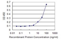 ANTI-MKNK1 antibody produced in mouse clone 3C9, purified immunoglobulin, buffered aqueous solution