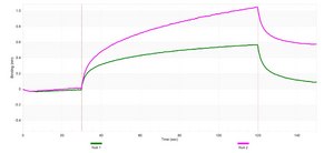 Anti-DKK1 Antibody, clone 1N16 ZooMAb&#174; Rabbit Monoclonal recombinant, expressed in HEK 293 cells