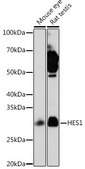 Anti-HES1 antibody produced in rabbit