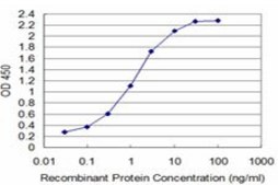 ANTI-T antibody produced in mouse clone 5E11, purified immunoglobulin, buffered aqueous solution