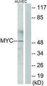 Anti-MYC antibody produced in rabbit affinity isolated antibody