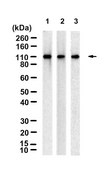 Anti-Notch 3 Antibody, clone 1G17 ZooMAb&#174; Rabbit Monoclonal recombinant, expressed in HEK 293 cells