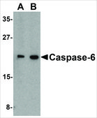 Anti-Caspase-6 antibody produced in rabbit affinity isolated antibody, buffered aqueous solution