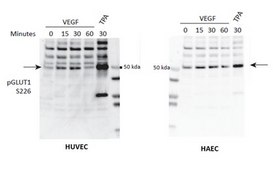 Anti-phospho GLUT-1 Antibody (Ser226) from rabbit, purified by affinity chromatography