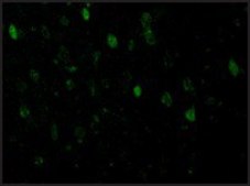 Anti-Adiponectin (ab1) antibody produced in rabbit affinity isolated antibody, buffered aqueous solution