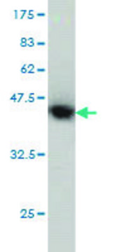 Monoclonal Anti-PTK2 antibody produced in mouse clone 1C1, purified immunoglobulin, buffered aqueous solution