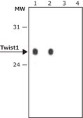 Anti-Twist1 antibody produced in rabbit ~1&#160;mg/mL, affinity isolated antibody, buffered aqueous solution