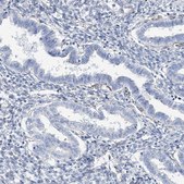 Anti-RAB11FIP5 antibody produced in rabbit Prestige Antibodies&#174; Powered by Atlas Antibodies, affinity isolated antibody, buffered aqueous glycerol solution