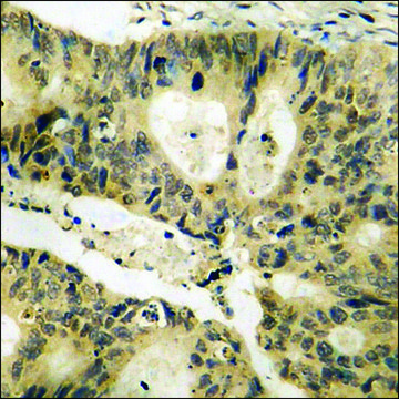 Anti-phospho-c-Jun (pThr239) antibody produced in rabbit affinity isolated antibody
